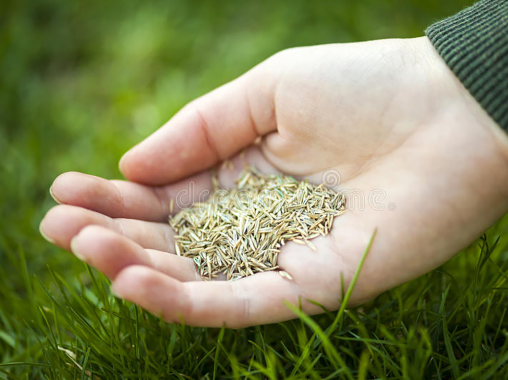 Ideal Supplies help you plant the best green lawn with the best grass seed.