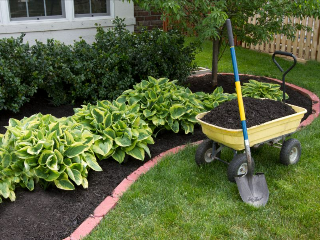 Gorgeous landscape with hostas brick border and green grass ans a mulched garden bed.